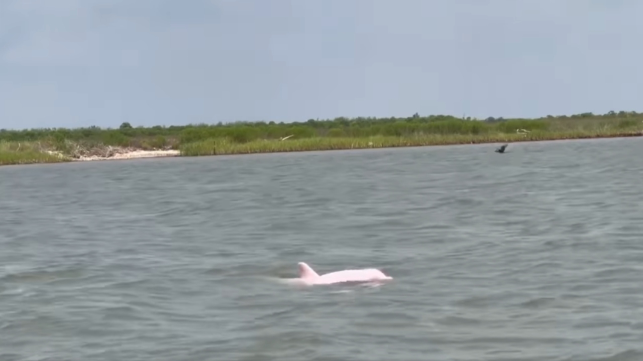 EUA: Durante pesca, homem vê raro golfinho cor-de-rosa