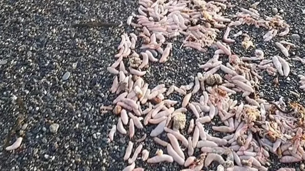 Após tempestade, praia da Argentina registra aparecimento de ‘peixes-pênis’
