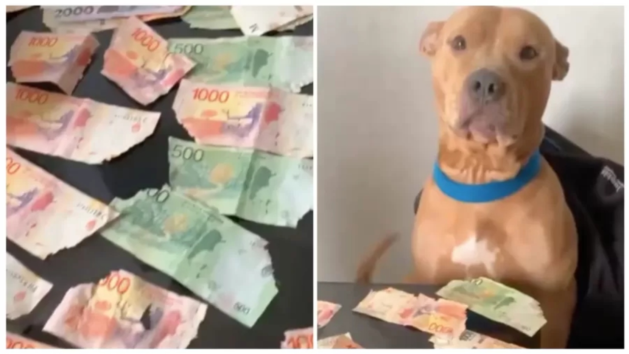 Após comer mais de R$ 900, cachorro elimina dinheiro pelas fezes