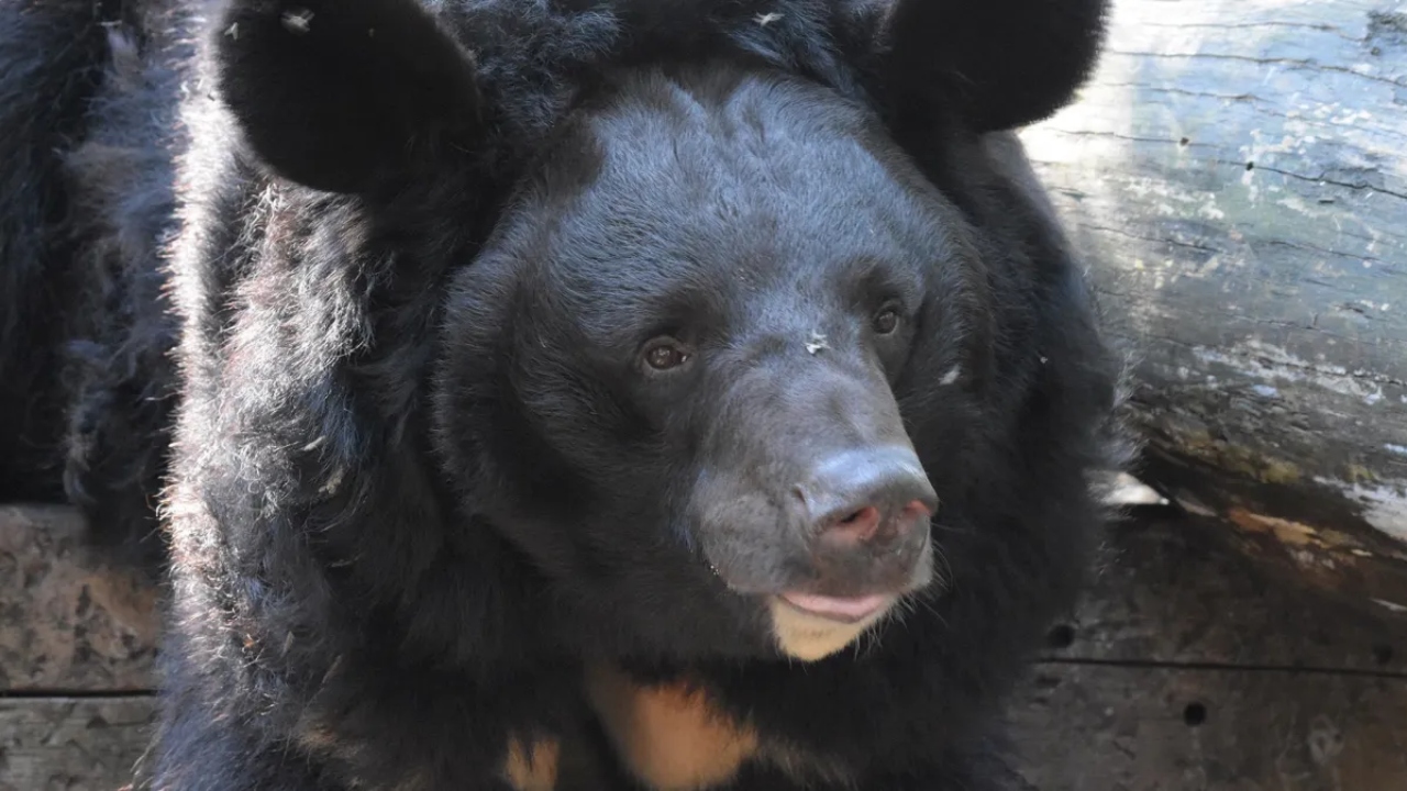 Urso ucraniano que sofreu trauma pela guerra receberá um novo lar