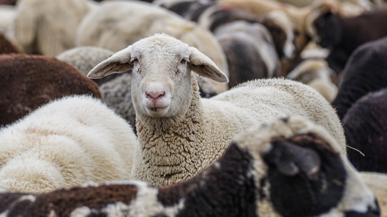 Fazenda na Argentina registra a morte de mais de 150 ovelhas e cordeiros