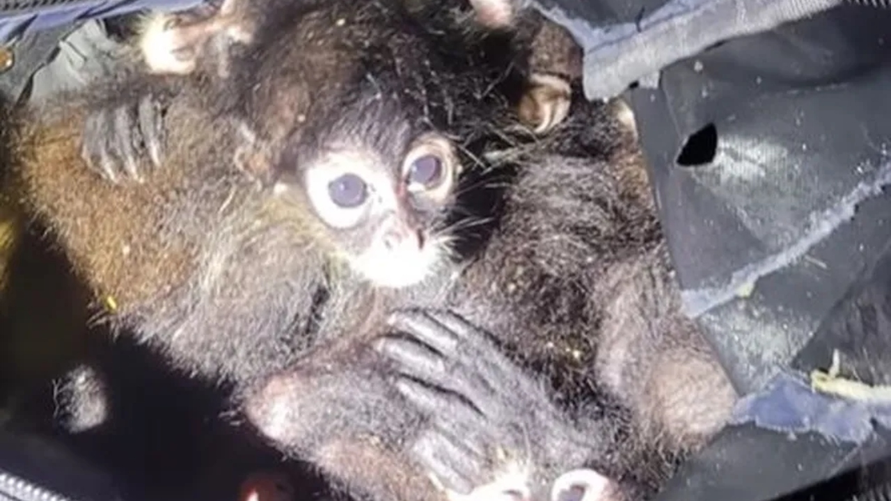 EUA: Imigrante é detido em tentativa de entrar no país com macacos-aranha na bolsa