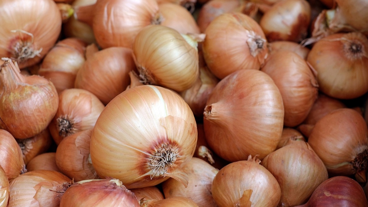 Cebola com mais de 8,5 kg pode ser nova recordista mundial