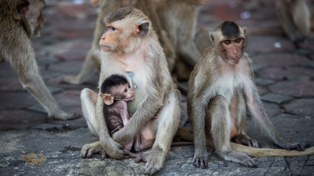 Criança morre após ter intestino arrancado por macaco