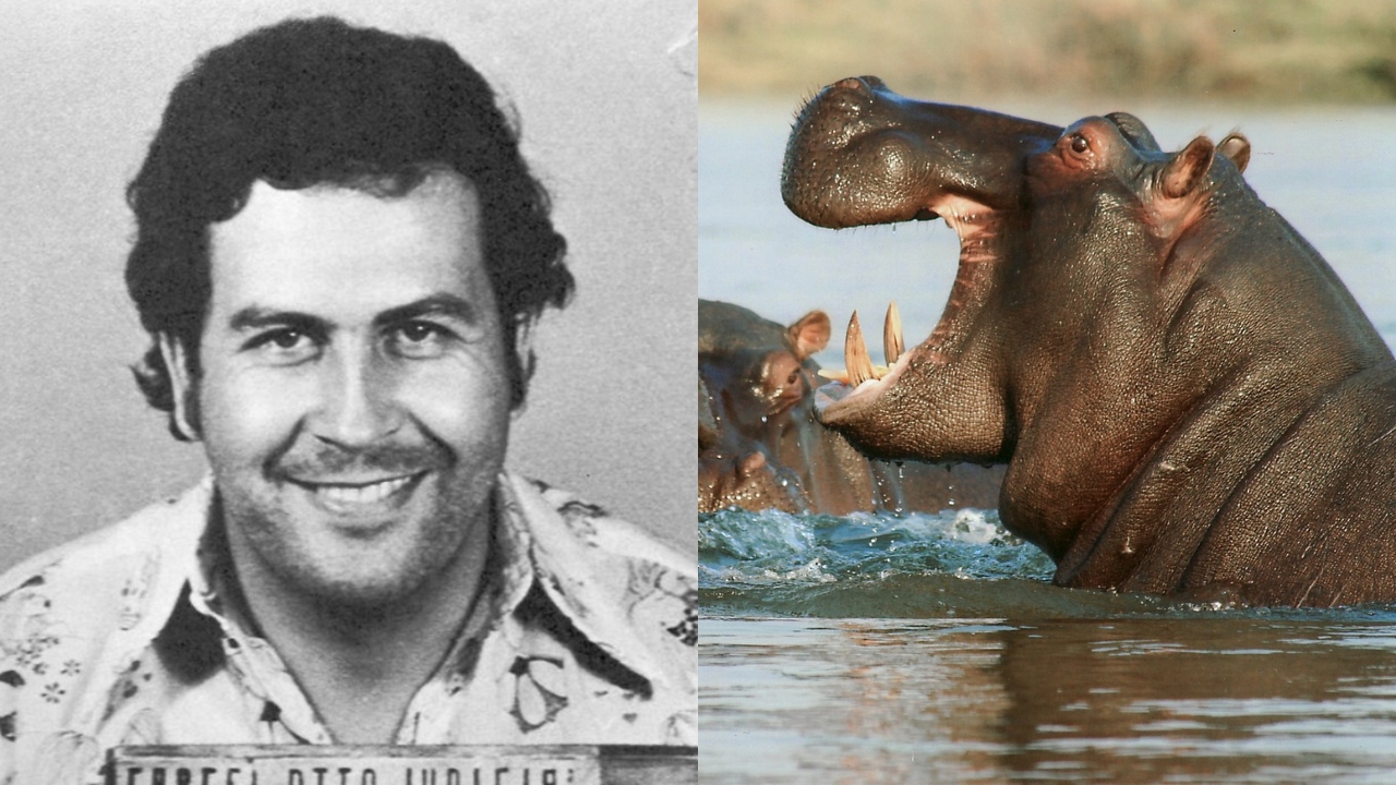Pablo Escobar: Alguns dos hipopótamos do narcotraficante serão sacrificados na Colômbia