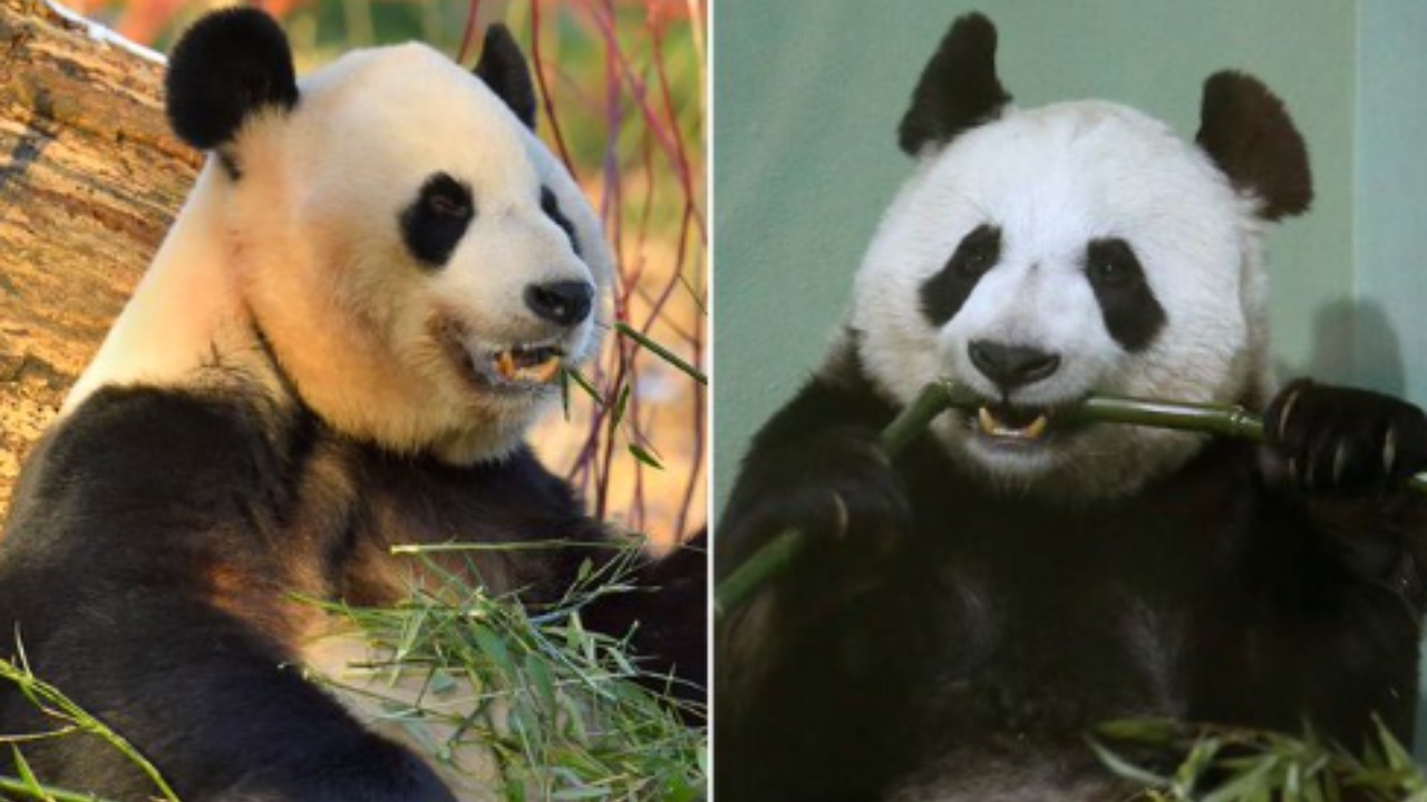 Após acordo de 10 anos prorrogado pela pandemia, pandas voltam à China