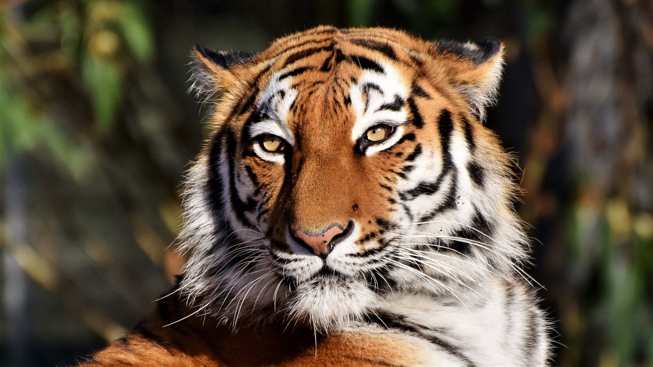 Corpo é descoberto em jaula após tigre aparecer com objeto na boca