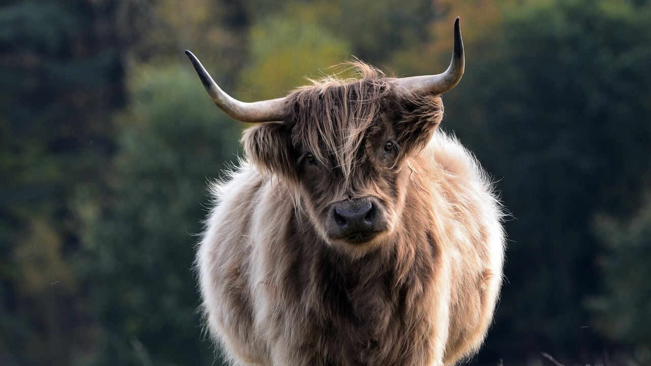 Adolescente cai de touro e morre pisoteado pelo animal