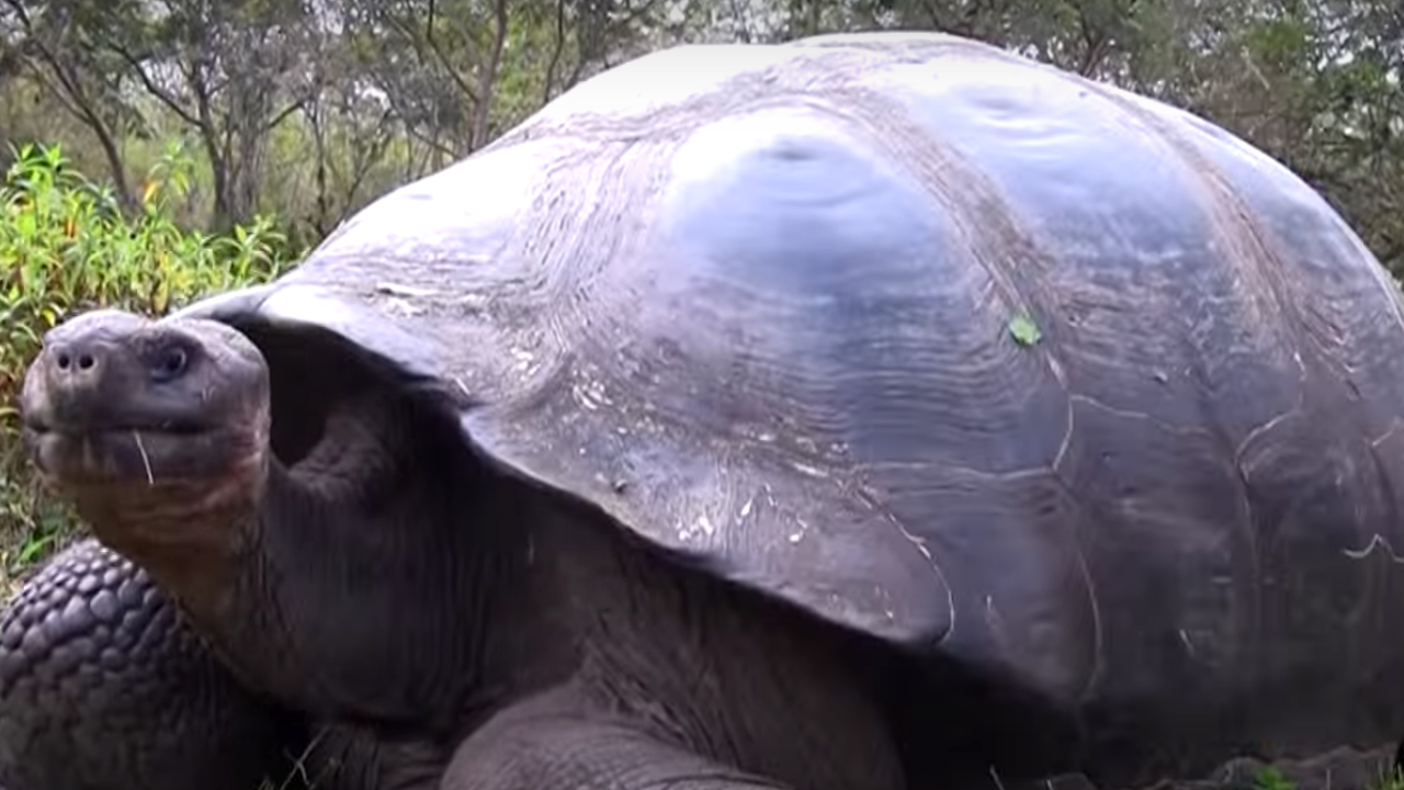 Equador investiga o motivo da morte de 4 tartarugas-gigantes