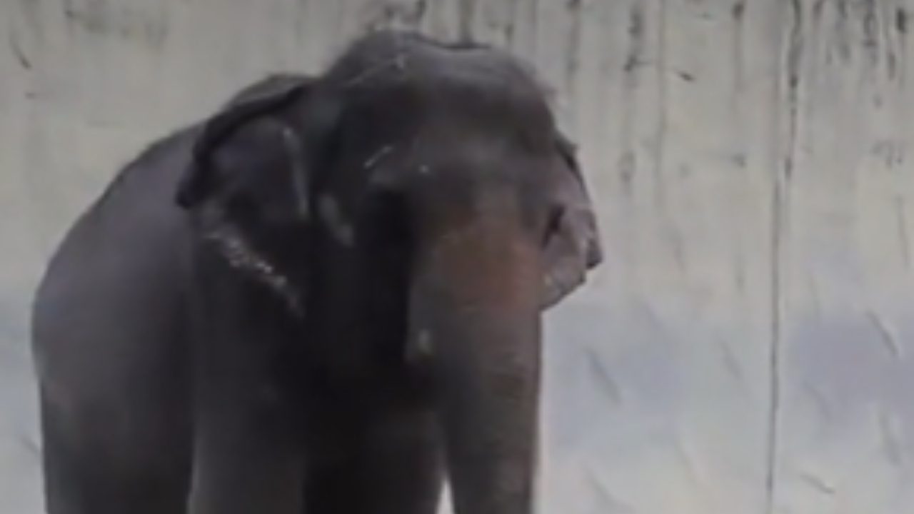 Elefante que passou a vida sozinho morre aos 49 anos