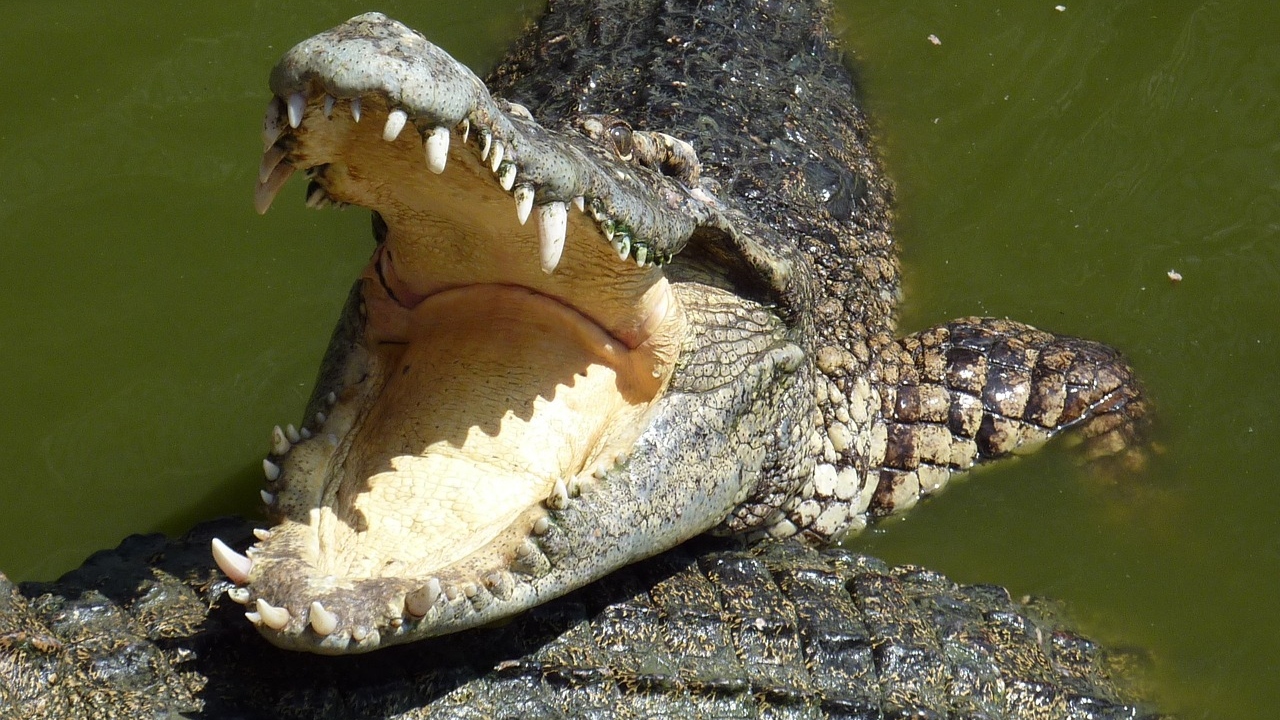 Enchente em região da China faz com que mais de 70 crocodilos fujam de fazenda