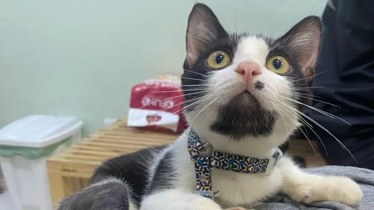 Gato viraliza ao apresentar comportamento ‘agitado’ em vídeo pós-cirúrgico