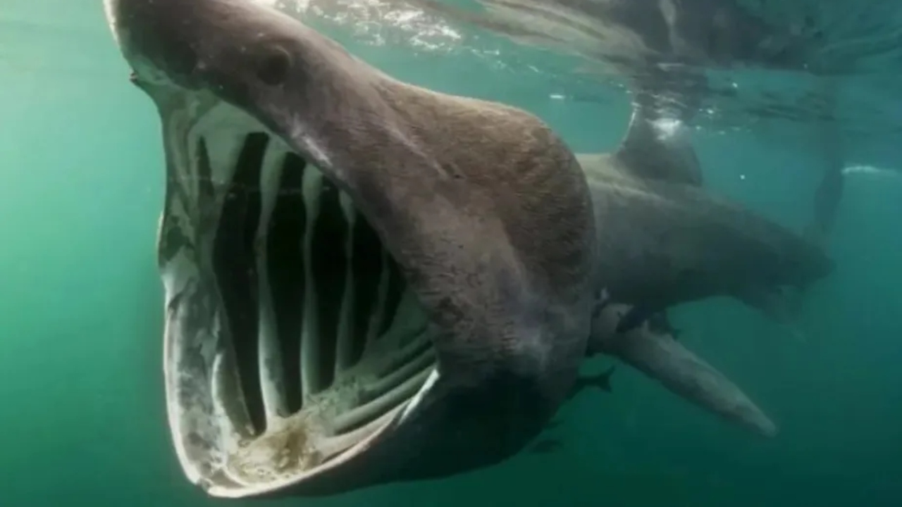 Tubarão-elefante: Fotos do animal capturadas em Portugal viralizam