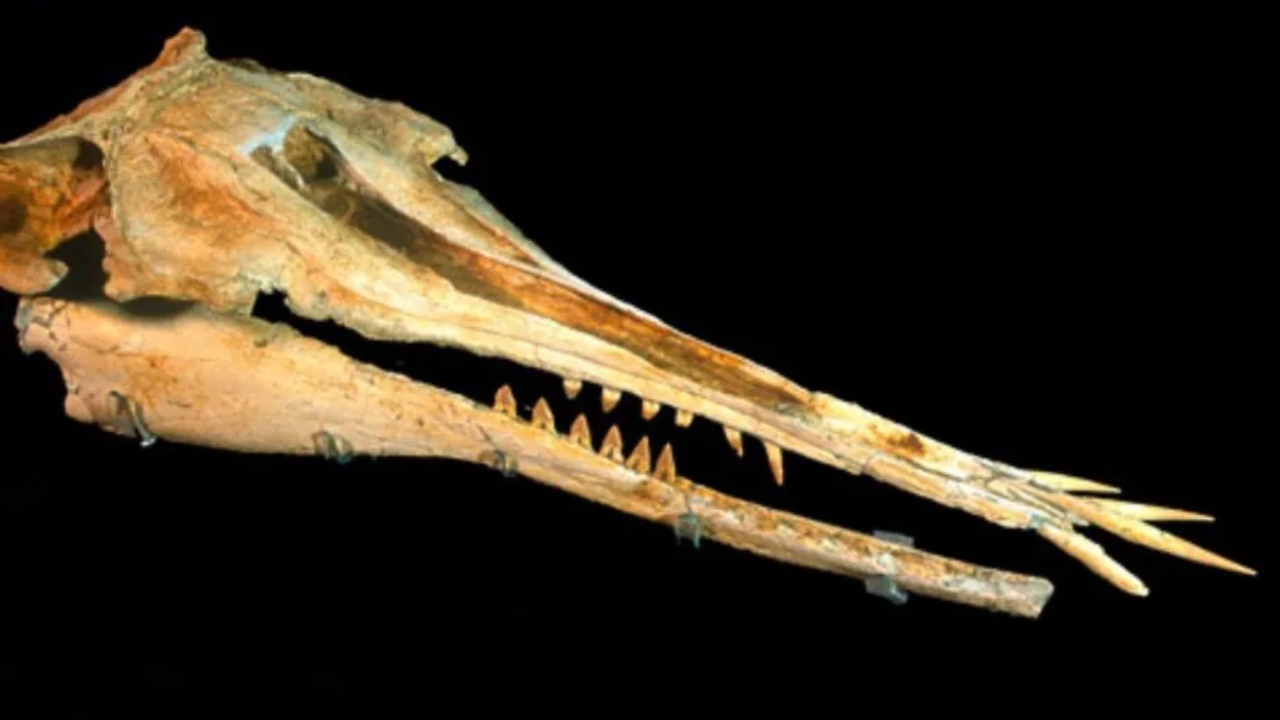Estudo descobre ancestral dos golfinhos modernos de 25 milhões de anos atrás