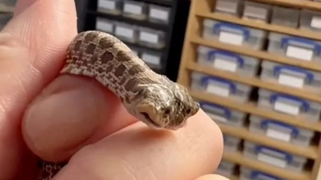 Petshop no Reino Unido registra nascimento de cobra com duas cabeças