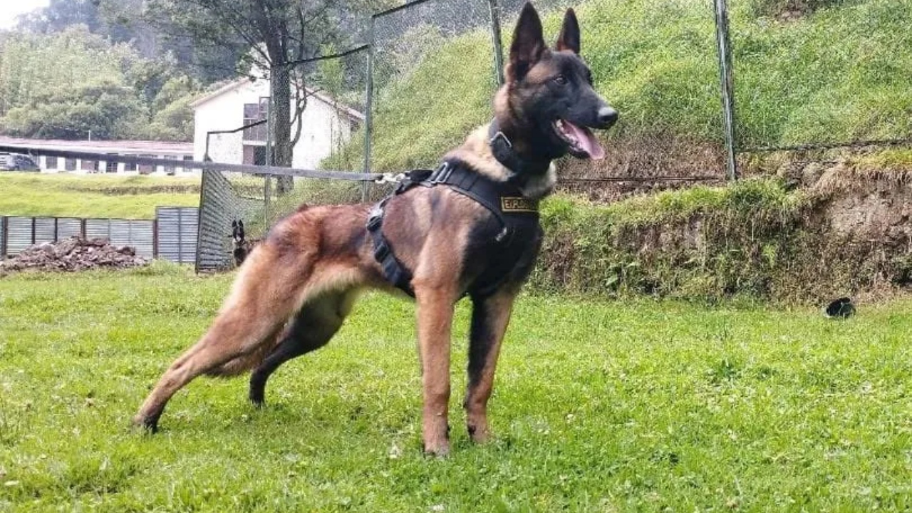 A estratégia do exército para encontrar o cão Wilson na Colômbia
