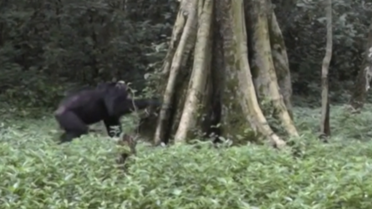 De acordo com cientistas, chimpanzés se comunicam batendo em árvores na selva
