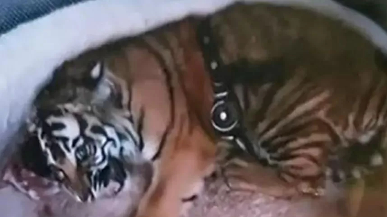 Polícia atenta sobre tigre à solta após investigação na casa de traficante