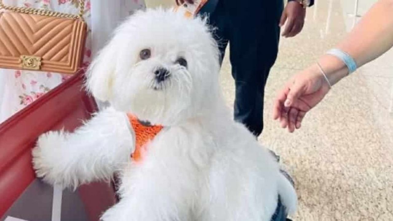 Na Índia, mulher reserva cabine inteira de avião para viajar com sua cachorrinha