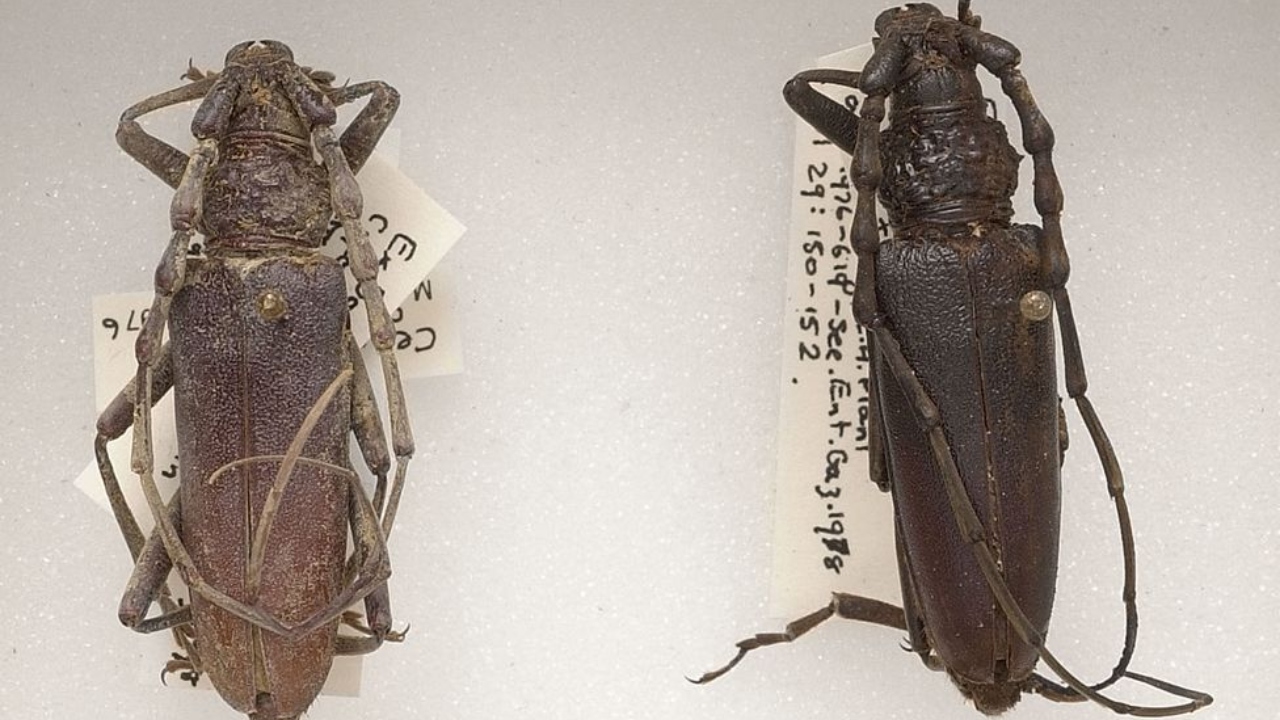 Os impressionantes besouros mortos de quase 4 mil anos revelados na Inglaterra