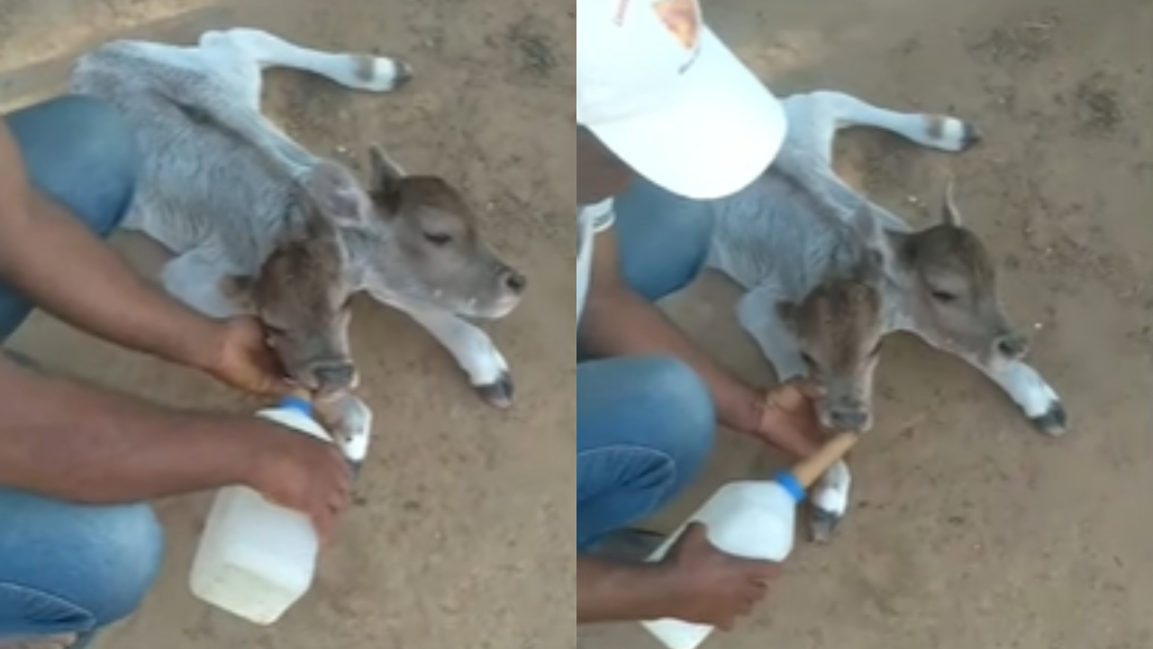 Bezerra com duas cabeças nasce em zona rural na Bahia