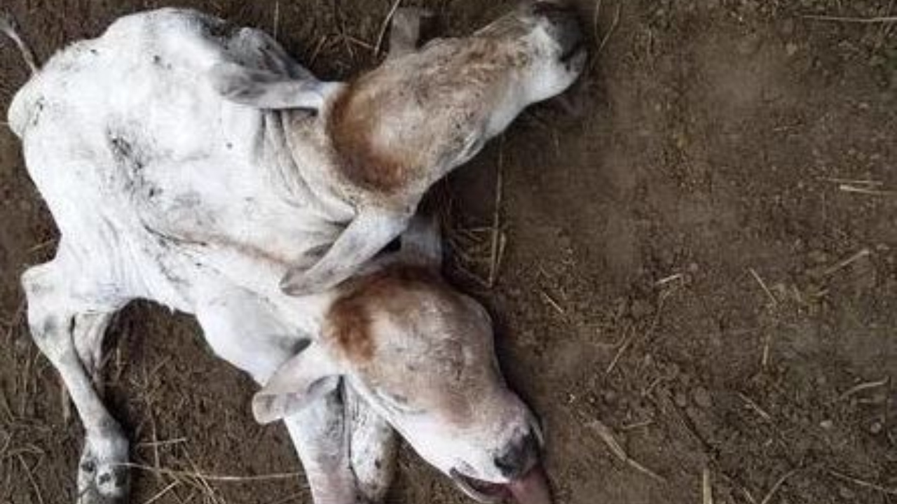 No Pará, nasce bezerro de duas cabeças e dois rabos