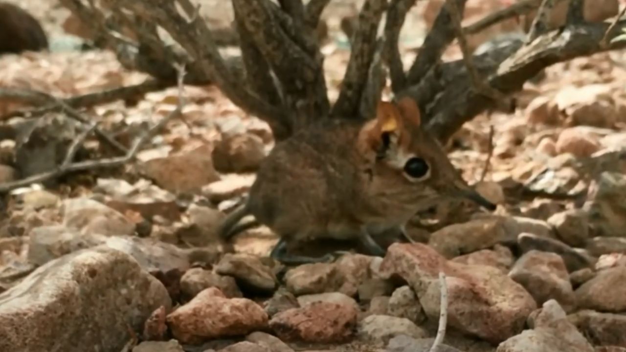Pesquisadores encontram espécie de mamífero considerada extinta há 50 anos na África