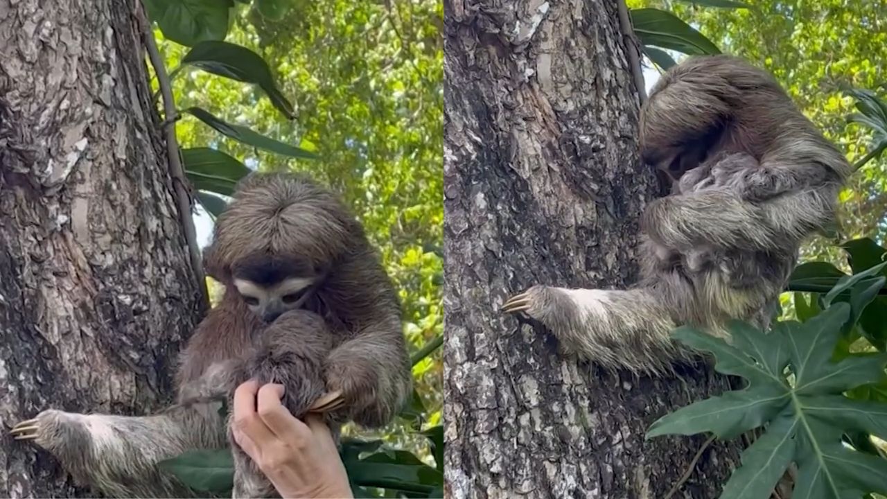 Vídeo: Bebê preguiça é reunido com mãe em floresta da Costa Rica