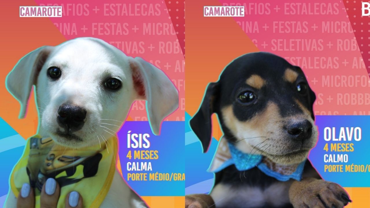 Big Dog Brasil: Prefeitura usa reality para promover adoção de animais