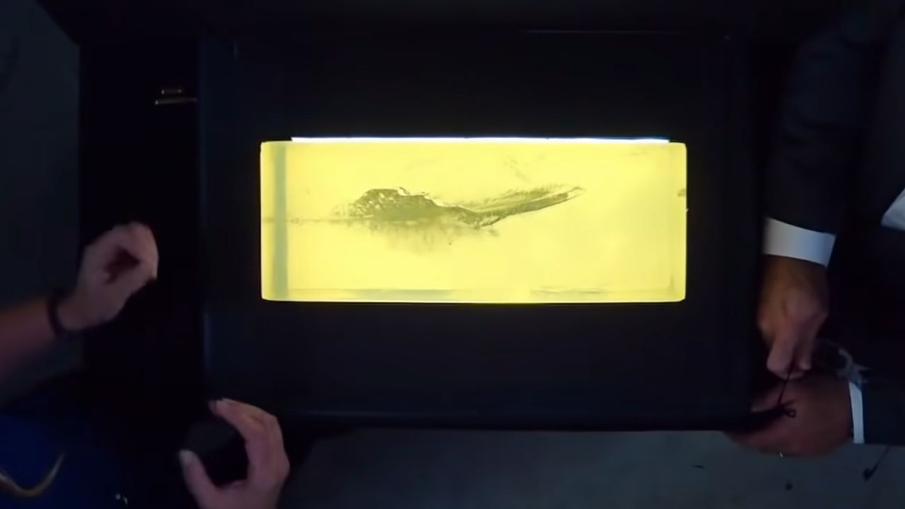 Vídeo: Cientistas demonstram impacto de disparo de uma AR-15 no corpo humano