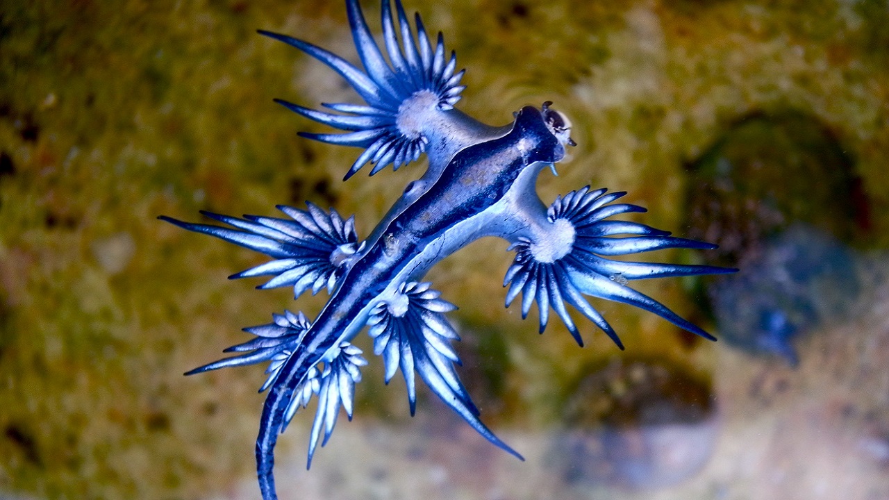 Venenoso ‘Dragão azul’ é avistado em praia australiana