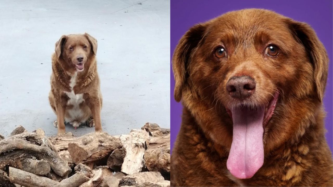 Cachorro mais velho do mundo morre aos 31 anos