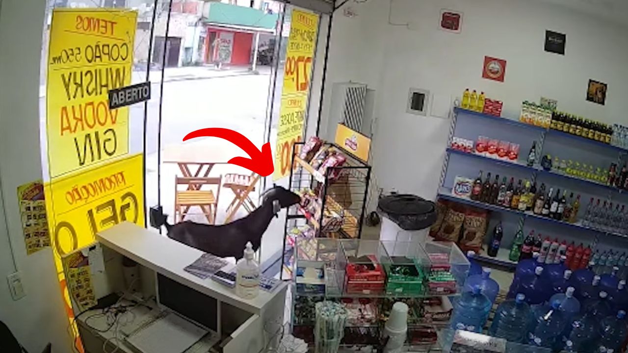 Bode ‘rouba’ pacote de salgadinho em loja de Guarujá