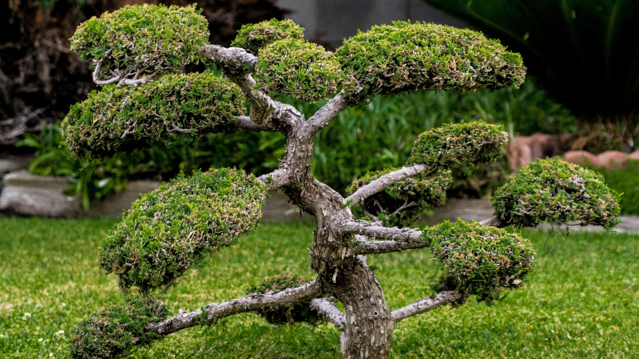 Herodes, o Grande, mantinha um jardim de bonsai em seu palácio de inverno, aponta estudo
