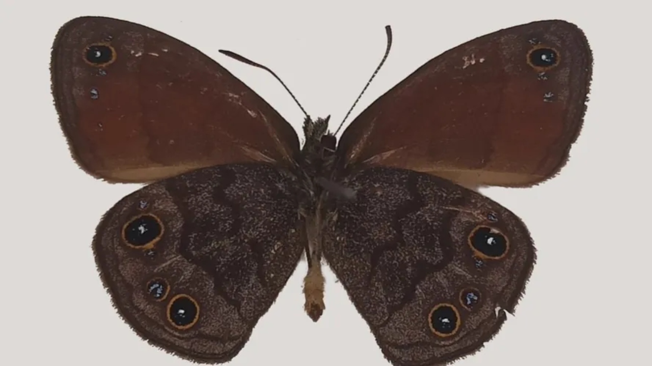 Em Minas Gerais, pesquisadores descobrem nova espécie de borboleta ameaçada de extinção
