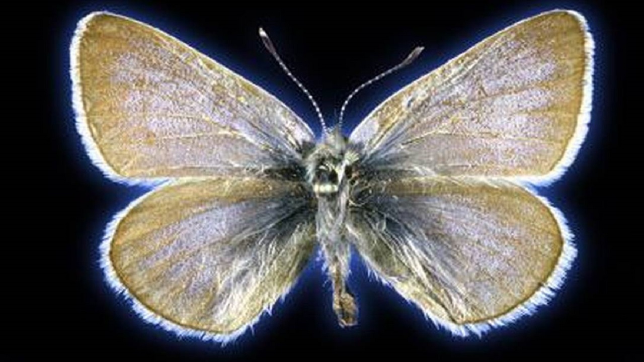 Borboleta azul extinta há quase um século era uma espécie própria, comprova estudo