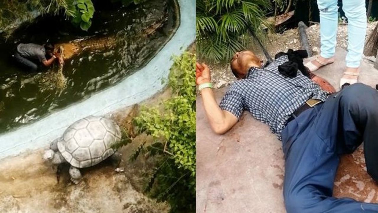 Homem confunde crocodilo com decoração e recebe mordida profunda nas Filipinas