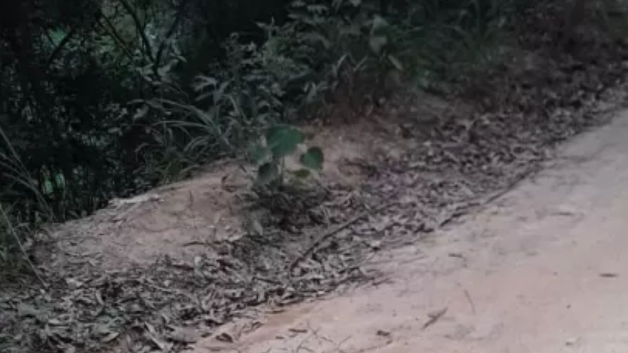 Cabeça humana é encontrada dentro de sacola, em município paulista