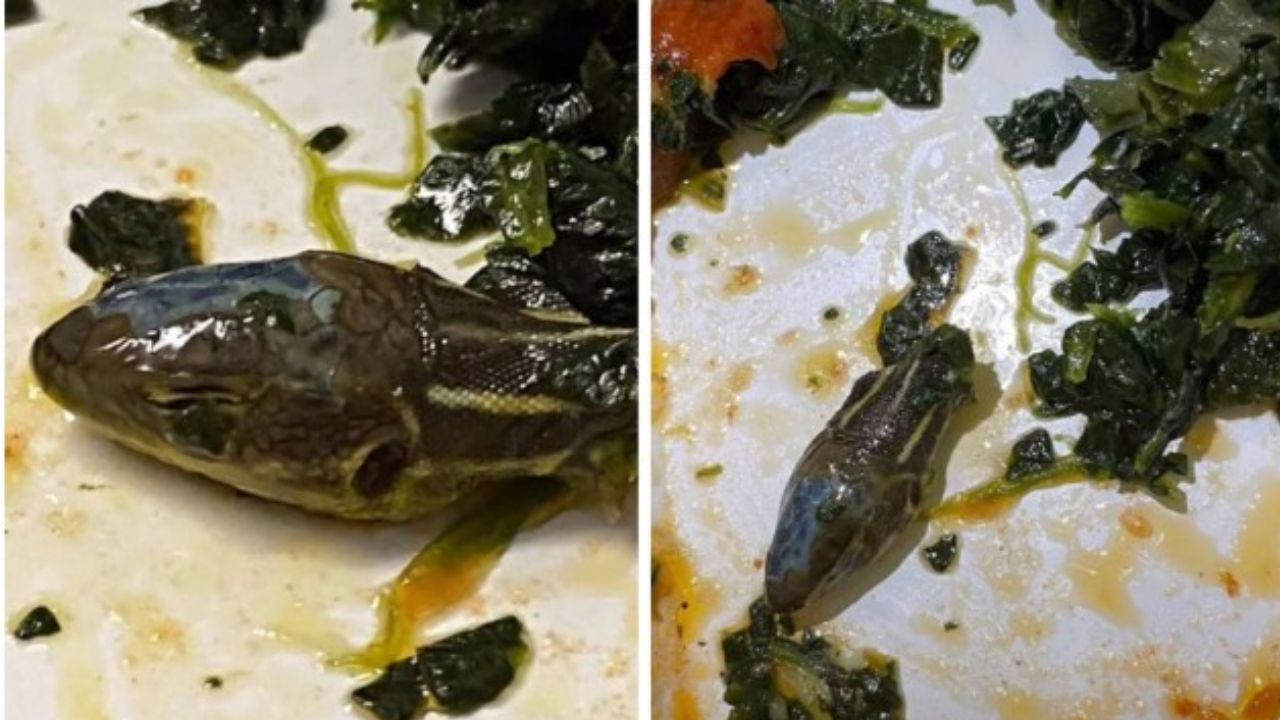 Cabeça de cobra decepada é descoberta em comida de comissária de bordo