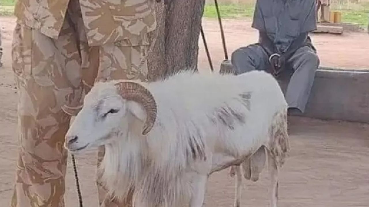 Crime animal: Cabra é presa por assassinato no Sudão do Sul