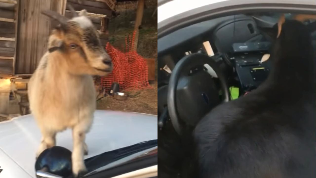 Cabras invadem viatura e comem documentos de policial nos EUA