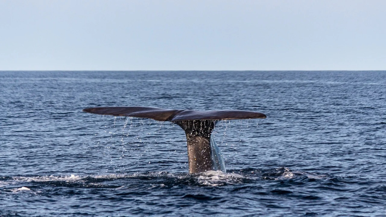 Pescador tailandês fica rico após encontrar ‘vômito de baleia’