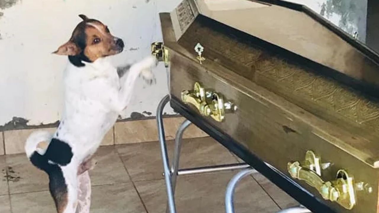 Cachorro é fotografado chorando ao lado do caixão de sua dona