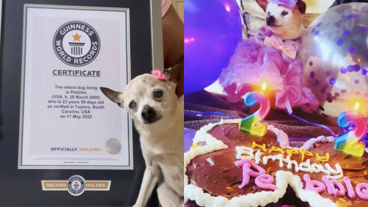 Cadela dos Estados Unidos entra para o Guinness como a mais velha do mundo