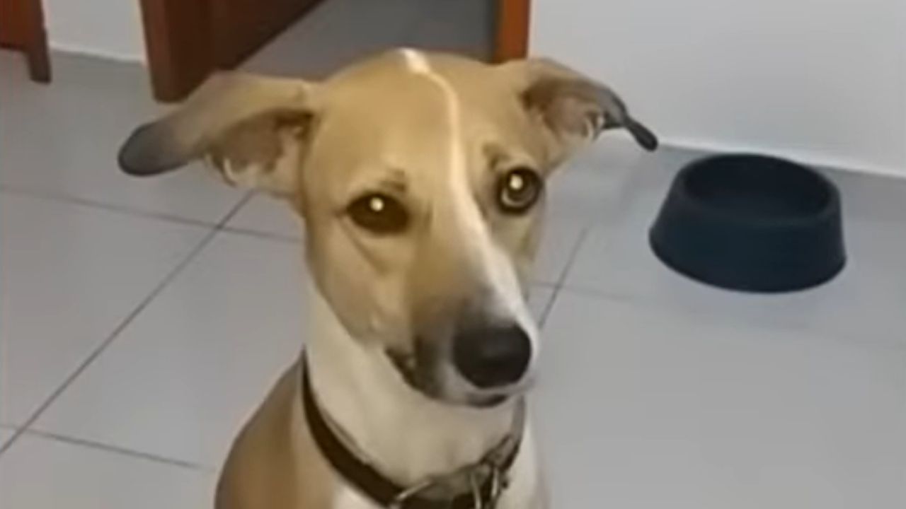 Reencontrada após 45 dias, cachorra Pandora está internada