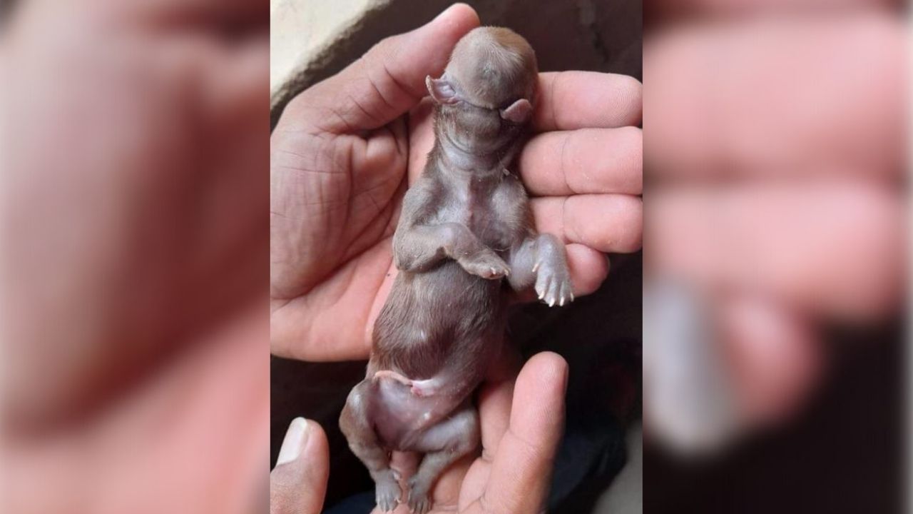 Nascido sem focinho, filhote de cachorro morre minutos após o parto