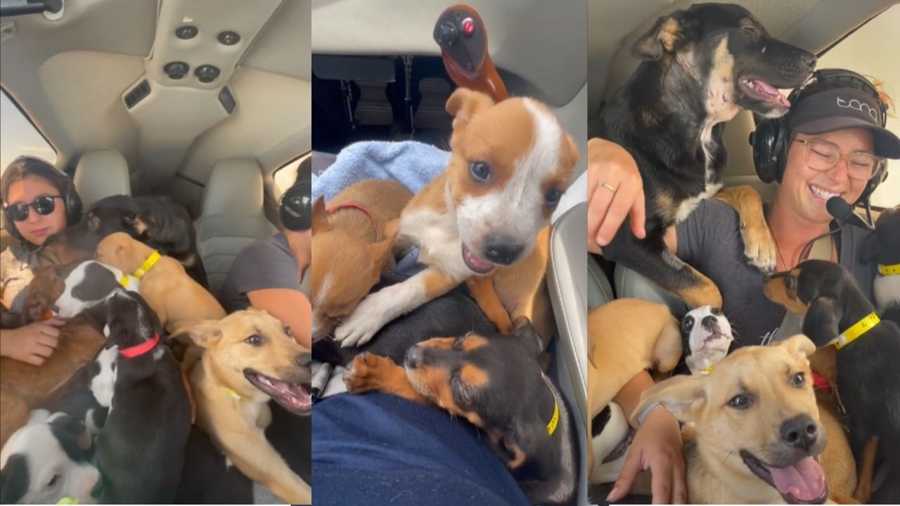 Nos EUA, ativista usa avião para resgatar cachorros que seriam sacrificados