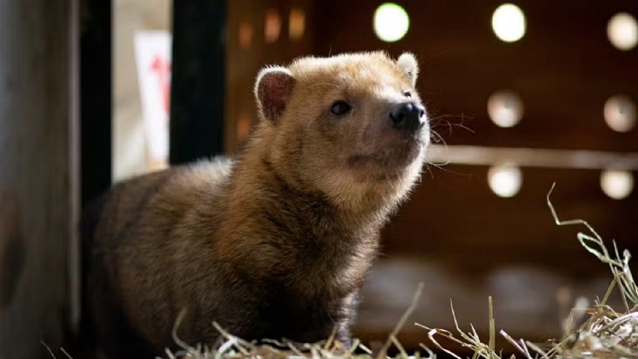 Zoo de SP recebe cachorro-vinagre, ameaçado de extinção