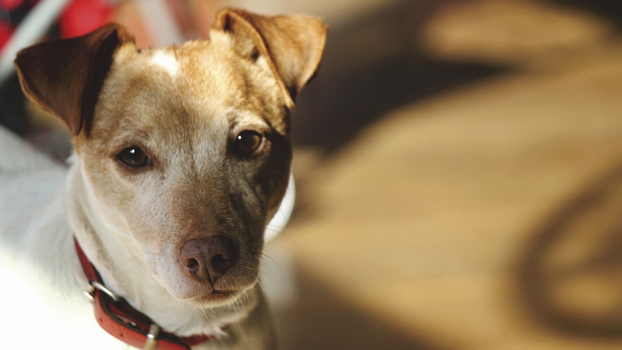 No México, cachorro é flagrado fugindo com cabeça humana