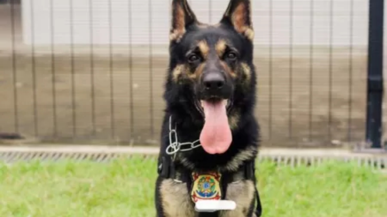 Agente Kano: Conheça o cãozinho que desmontou esquema de tráfico internacional de drogas